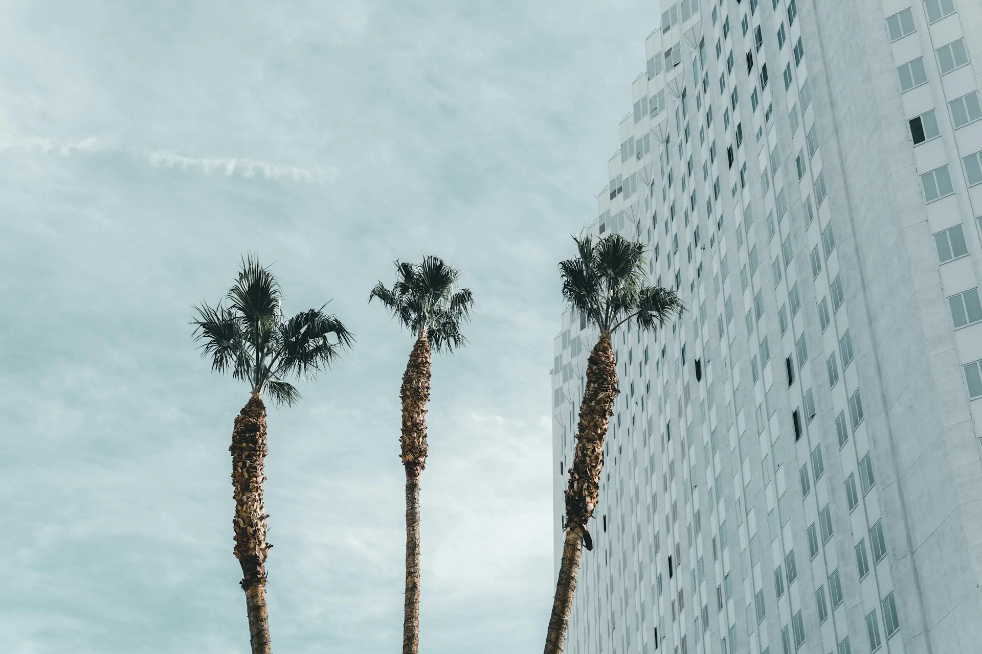 Tall palm trees beside modern high-rise building